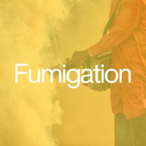 Fumigation in san miguel de allende
